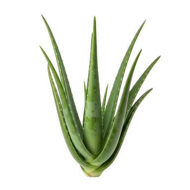 Aloe vera