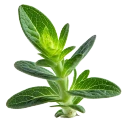 Salvia