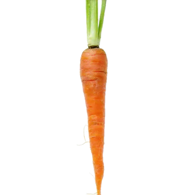 Zanahoria