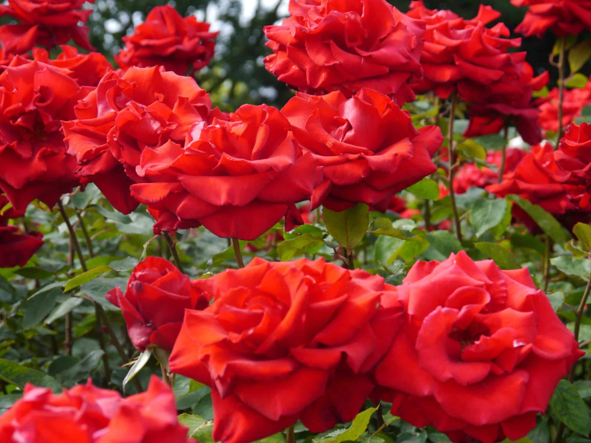 San Valentín llega con rosales