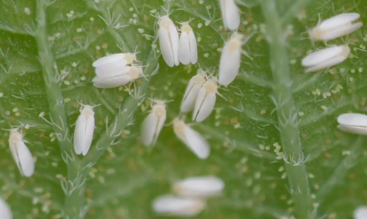 Mosca blanca