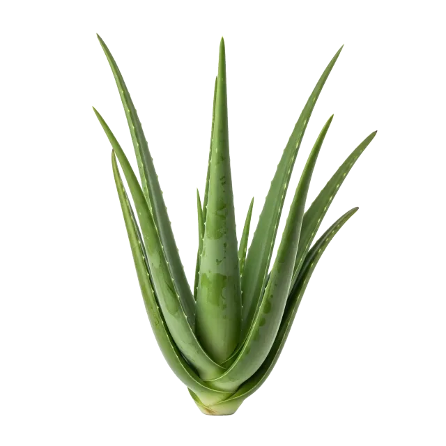 Aloe vera