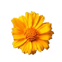 Caléndula