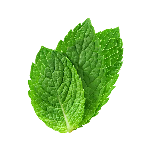 Menta